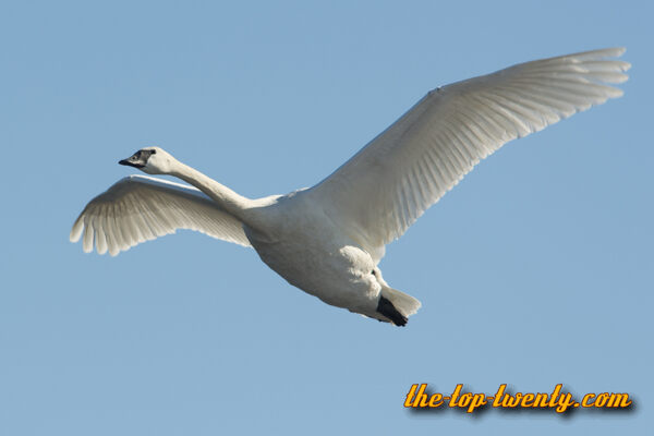 Trumpeter Swan